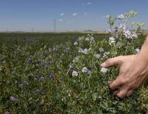 Desde el Departamento de Salud y Servicios Humanos de Estados Unidos precisan que la alfalfa es fuente de calcio, potasio, fósforo, hierro y vitaminas A, C, E y K.  EFE / ARCHIVO