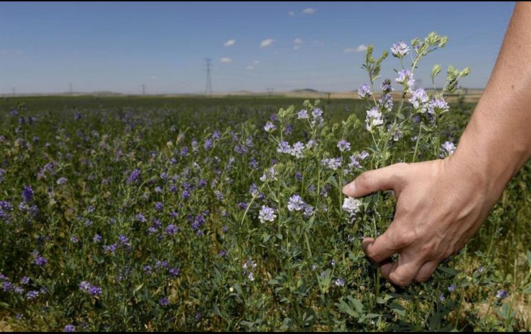 Desde el Departamento de Salud y Servicios Humanos de Estados Unidos precisan que la alfalfa es fuente de calcio, potasio, fósforo, hierro y vitaminas A, C, E y K.  EFE / ARCHIVO