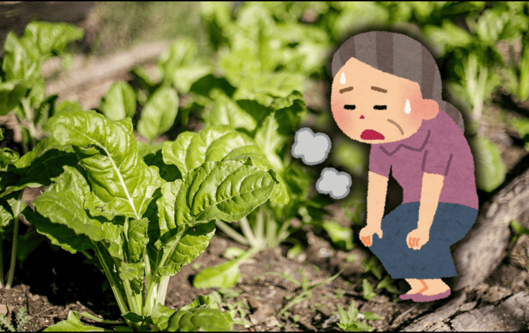 Las espinacas y acelgas contienen hierro que ayuda a producir hemoglobina, que se encarga de transportar oxígeno a los órganos y músculos. EL INFORMADOR / ARCHIVO