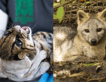 Los animales fueron trasladados a una zona protegida de difícil acceso. EFE /  Cornare