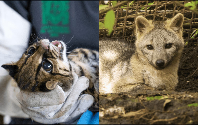 Los animales fueron trasladados a una zona protegida de difícil acceso. EFE /  Cornare