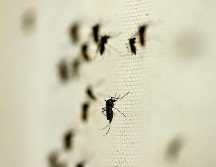 México registró un total de 125 mil 160 casos confirmados de dengue, lo que representa un aumento del 56% en comparación con 2023. NTX/ARCHIVO