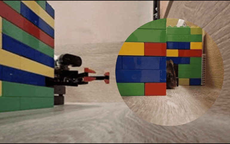 Las ratas marcan lugares distantes que deben evitar tras experiencias negativas y piensan en esos sitios incluso después de marcharse. EFE/ Redish Lab/University of Minnesota/ ESPECIAL