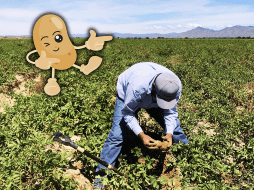 Este alimento se destaca por su aporte de hidratos de carbono, fibra, fósforo, hierro, magnesio, potasio y vitaminas C y B6. EFE / ARCHIVO