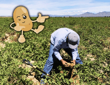 Este alimento se destaca por su aporte de hidratos de carbono, fibra, fósforo, hierro, magnesio, potasio y vitaminas C y B6. EFE / ARCHIVO