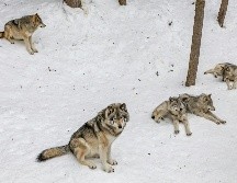 Estudios han demostrado que los lobos no aúllan exclusivamente durante las noches de luna llena. UNSPLASH / E. Blue