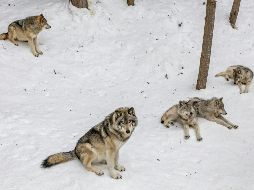 Estudios han demostrado que los lobos no aúllan exclusivamente durante las noches de luna llena. UNSPLASH / E. Blue