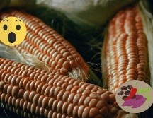 Los hallazgos indicaron que la dieta de estas sociedades se basaba en la recolección de plantas como el maíz durante un periodo de mejora climática, previo al surgimiento de la cerámica más temprana en el centro de lo que hoy es México.ESPECIAL/Pexels y Canva