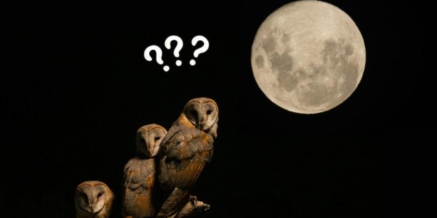 満月は動物に影響を与えるのでしょうか？専門家が解説します