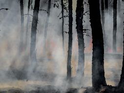 Al menos 10 municipios del Estado de México están en alerta máxima por el alto riesgo de incendios forestales. UNSPLASH/Joanne Francis
