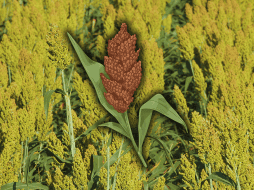 El sorgo no solo contribuye al control de la inflamación y al metabolismo de la glucosa, sino que también es un cereal bajo en calorías y rico en fibra, lo que ayuda a regular la digestión y a mantener la saciedad. EL INFORMADOR / ARCHIVO