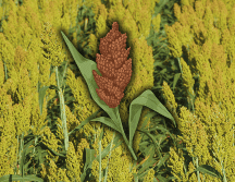 El sorgo no solo contribuye al control de la inflamación y al metabolismo de la glucosa, sino que también es un cereal bajo en calorías y rico en fibra, lo que ayuda a regular la digestión y a mantener la saciedad. EL INFORMADOR / ARCHIVO