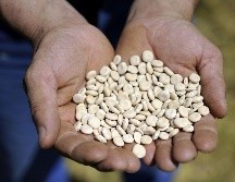 Los lupines son extremadamente versátiles y pueden ser preparados de manera similar a las aceitunas. AFP / ARCHIVO