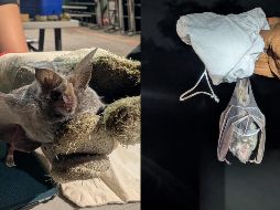 Recientemente Guadalajara fue la sede del Simposio Anual de América del Norte sobre Investigación sobre Murciélagos, donde especialistas e investigadores de distintas partes del mundo se dieron cita para conocer la actualidad de los estudios sobre los mamíferos. CORTESÍA