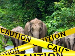 Según registros gubernamentales, en la actualidad hay entre 4 mil 013 y 4 mil 222 elefantes salvajes en Tailandia, que han causado la muerte a 240 personas desde 2012. ESPECIAL / CANVA