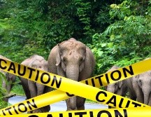 Según registros gubernamentales, en la actualidad hay entre 4 mil 013 y 4 mil 222 elefantes salvajes en Tailandia, que han causado la muerte a 240 personas desde 2012. ESPECIAL / CANVA