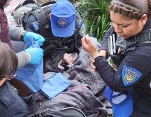 Minutos después, arribaron paramédicos de Protección Civil (PC), quienes se encargaron de estabilizar a la madre y a la recién nacida. ESPECIAL/X/@AlessandraRdlv