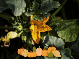 Entre los beneficios que supone el consumo de ciertas frutas y verduras, podemos destacar a un alimento en particular que previene una trombosis arterial y la apoplejía. AFP / ARCHIVO