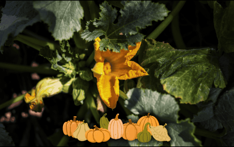 Entre los beneficios que supone el consumo de ciertas frutas y verduras, podemos destacar a un alimento en particular que previene una trombosis arterial y la apoplejía. AFP / ARCHIVO