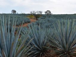 El año 2024 cerró con 206 productores de tequila, 42 mil 441 productores de agave y dos mil 991 marcas vinculadas a un productor autorizado. CORTESÍA