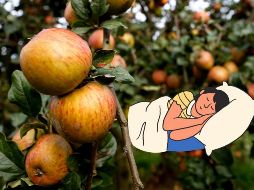 Gracias a la fibra de la manzana se produce una desinflamación del sistema digestivo. NTX / ARCHIVO