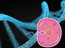 Existen dos tipos de recombinaciones genéticas, una cruzada y otra no cruzada. La primera se refiere al intercambio de ADN entre pares de cromosomas homólogos. CANVA/ ESPECIAL