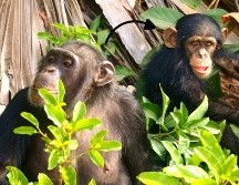 Un comportamiento aparentemente mundano y necesario podría tener un significado social que se ha pasado por alto. ESPECIAL / Pexels y Canva
