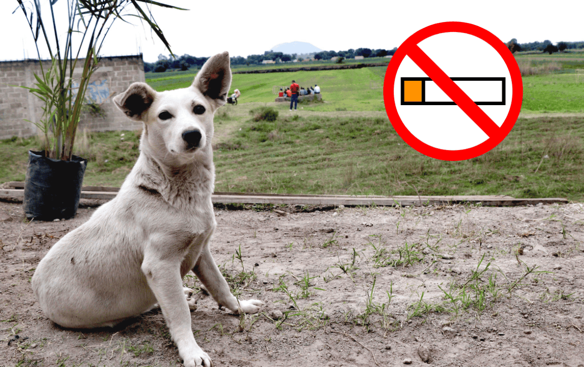 el humo del vape afecta a los perros
