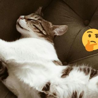 ¿Qué significa que tu gato te muestre su barriga? Expertos responden