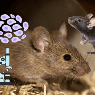 Crean primer ratón de dos padres y sin necesidad de hembra