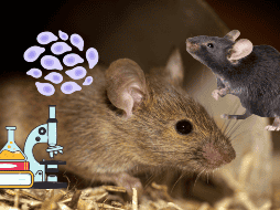 Un equipo de investigadores chinos ha creado mediante esta técnica el primer ratón de dos padres del mismo sexo que llega a edad adulta. CANVA/ ESPECIAL