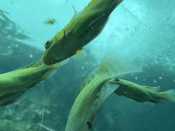 El celular, al sumergirse en las cristalinas aguas del cenote, logró captar una escena única: peces nadando curiosamente alrededor del dispositivo. TikTok / linassiri_