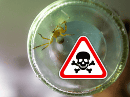 El nombre de violinista lo adquiere de la forma que tiene en la parte de la frente de su cuerpo que simula precisamente este instrumento musical. EL INFORMADOR / ARCHIVO