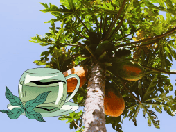 Las hojas de su árbol también poseen varios nutrientes. UNSPLASH / B. MELGOZA