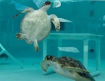 El personal de rescate bautizó a las tortugas con nombres de bebidas, además de pintar sus  nombres en la parte posterior de sus caparazones. AP / ARCHIVO