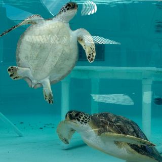 Tortugas rescatadas se recuperan en centro de vida marina de Florida