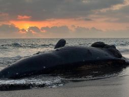 Una ballena tipo cachalote, que se encontraba en estado de gestación, quedó varada en las costas de Colima, luego de chocar contra una embarcación. X / @PROFEPA_Mx