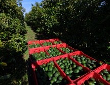 Cajas con aguacates en una huerta en el municipio de San Gabriel, Jalisco. EFE / F. Guasco
