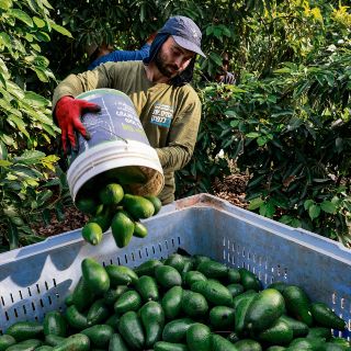 Aguacateros de Jalisco diversificarán sus exportaciones; van por Asia y Sudamérica