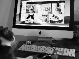 Distinguir entre una mordida de amor y otras formas de morder es esencial para interpretar correctamente el lenguaje corporal de un gato. UNSPLASH / C. Barbalis