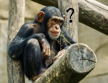 los chimpancés vocalizan para advertir a sus compañeros de grupo ignorantes de amenazas potenciales. ESPECIAL / Pexels y Canva