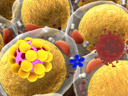 En esta nueva investigación, usaron edición genética CRISPR para convertir células adiposas blancas normales en células adiposas beige, que consumen vorazmente calorías para generar calor. ESPECIAL/ CANVA