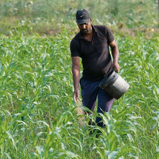 México deroga decreto que prohíbe maíz transgénico para consumo