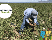 Conoce cómo ser parte del programa Producción para el Bienestar. EFE / ARCHIVO