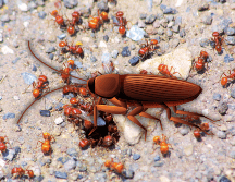 Las variaciones en la temperatura, la humedad generada por las lluvias recientes y la búsqueda de refugio de algunos insectos hacen que esta temporada sea propicia para su proliferación. EL INFORAMDOR / ARCHIVO