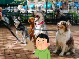 Los perros suelen ensuciarse al jugar en parques, ríos o zonas con barro.  UNSPLASH / M. NELSON