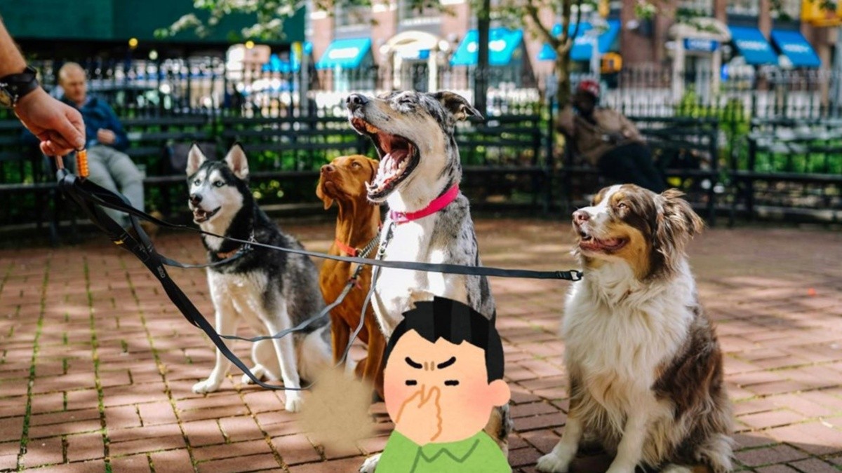 por qué mi perro apesta incluso después del baño