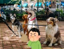 Los perros suelen ensuciarse al jugar en parques, ríos o zonas con barro.  UNSPLASH / M. NELSON