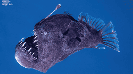 Lo que habita en las profundidades del mar, rara vez sobrevive a la superficie. EFE / Marc Martín