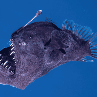 Captan al legendario pez diablo negro por primera vez en la historia | VIDEO